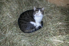 Hofkatze Zera