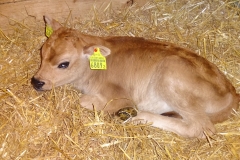 Jersy-Kälbchen