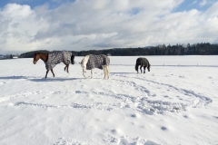 Hofpferde-auf-der-Winterweide