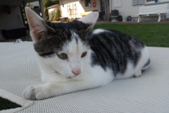 Hofkatze-Nala