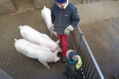 Die-Schweine-mal-aus-der-Nähe-betrachten