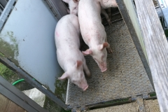 Schweine