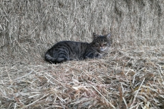 Hofkatze-Baghira