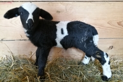 sdr