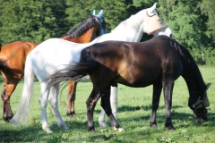 Hofpferde-auf-der-Weide