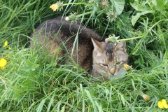 Hofkatze-Gismo